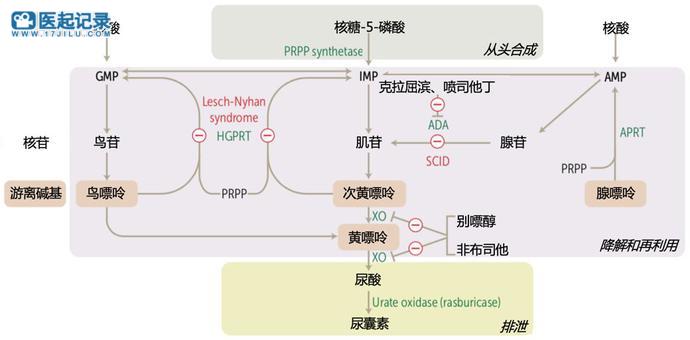 不老药，NMN竟让痛风人群因祸得福？中年男性口服90天，端粒延长